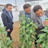 بازدید فرماندار و رئیس پارک علم و فناوری از مرکز توسعه بیولوژیک بدون سم و پرورش حشرات مفید در شهرستان خاتم 2