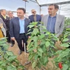 بازدید فرماندار و رئیس پارک علم و فناوری از مرکز توسعه بیولوژیک بدون سم و پرورش حشرات مفید در شهرستان خاتم 4